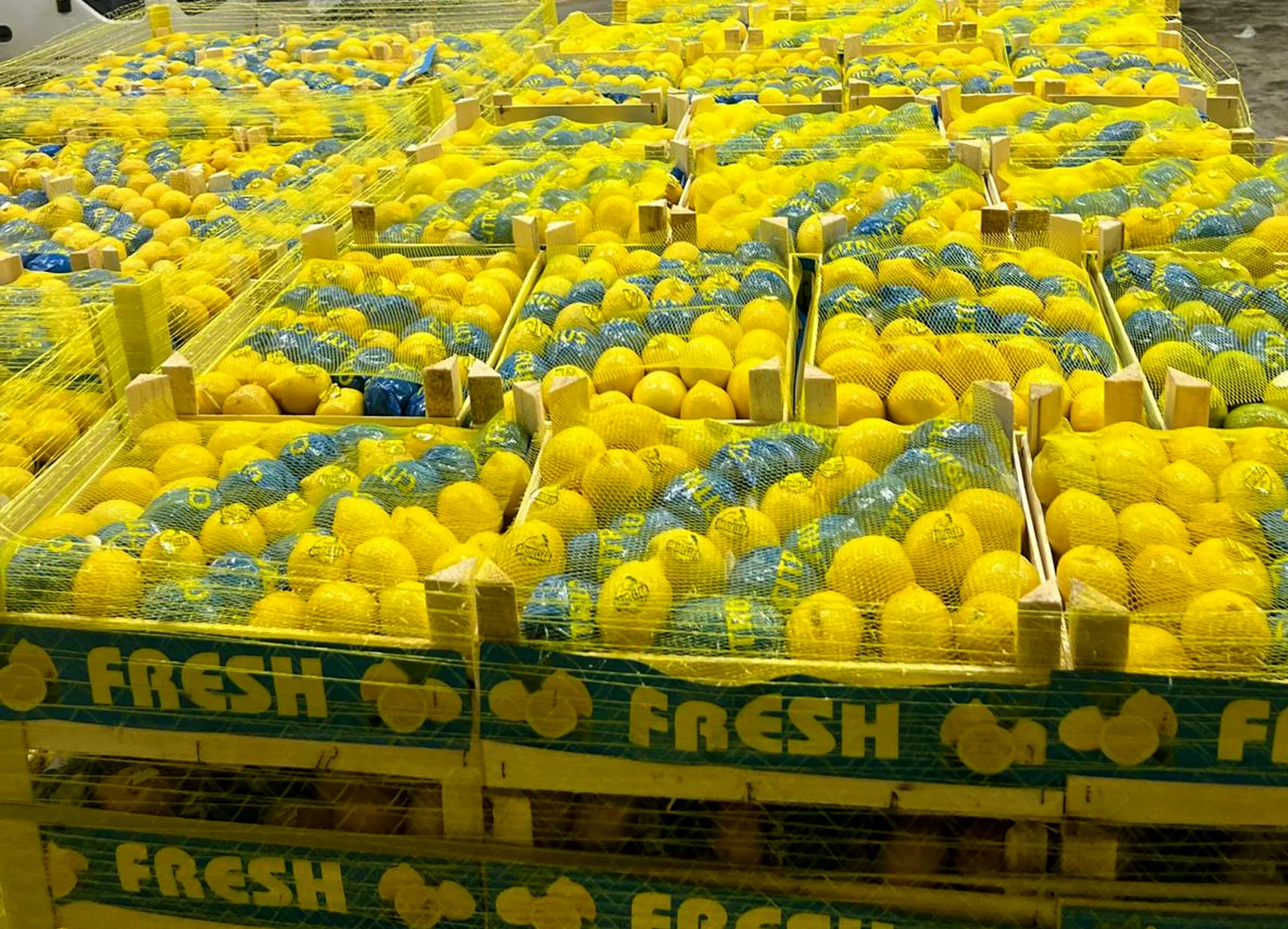 Taze Tutkumuz, Dünyaya Uzanıyor